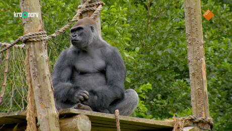 De Zoo | De verloren hop